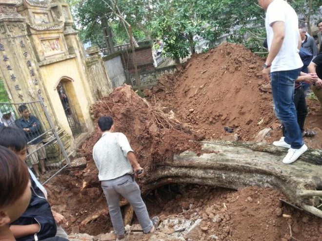 Chặt hạ cây sưa 50 tỷ trong vụ đánh nhau chảy máu đầu tại cuộc họp ở Bắc Ninh - Ảnh 1.