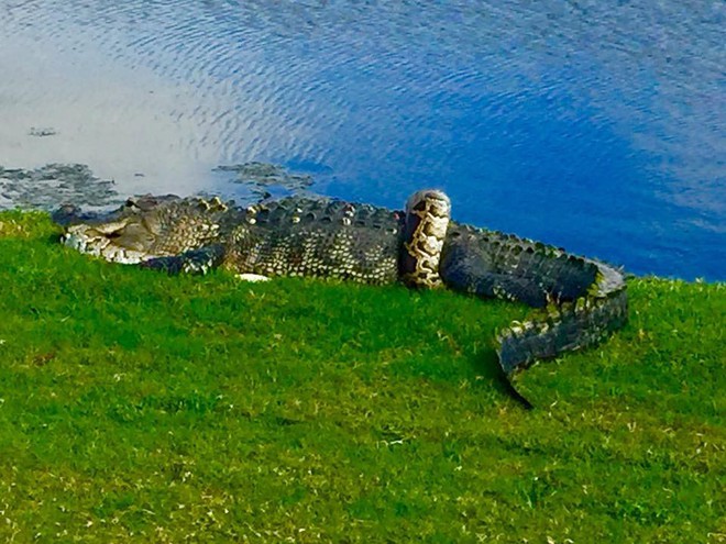 24h qua ảnh: Cá sấu và trăn khổng lồ quyết chiến trên sân golf - Ảnh 4.