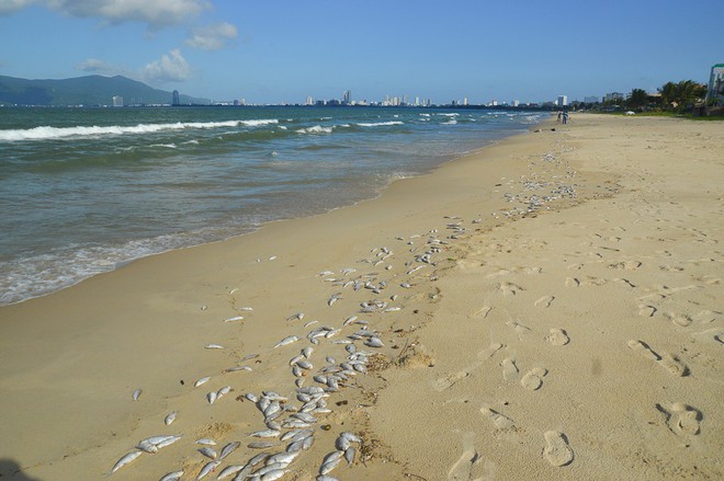 Cá chết trắng chưa rõ nguyên nhân dọc bờ biển Đà Nẵng - Ảnh 3.