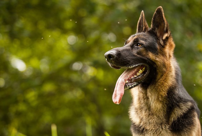 Top 10 giống chó thông minh, biết vâng lời nhất thế giới: Bulldog, Pug, Husky không có mặt - Ảnh 1.