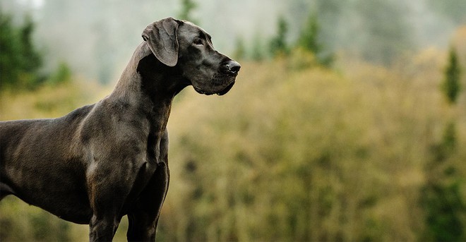 Top 10 giống chó thông minh, biết vâng lời nhất thế giới: Bulldog, Pug, Husky không có mặt - Ảnh 4.