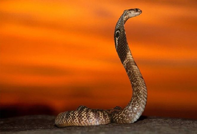 Bí ẩn về loài rắn của nữ hoàng Cleopatra - Ảnh 1.