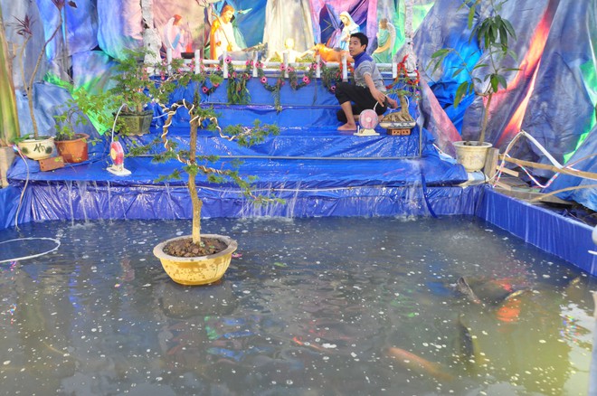 Lạ mắt hang đá đêm Noel được trang trí bể cá, với cá sấu hỏa tiễn 12kg ở Nam Định - Ảnh 21.