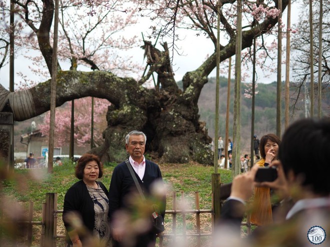 Xem tận mắt cây anh đào được chính phủ Nhật xếp vào hàng báu vật quốc gia - Ảnh 3.