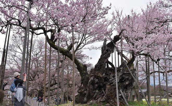 Xem tận mắt cây anh đào được chính phủ Nhật xếp vào hàng báu vật quốc gia