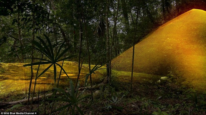 Phát hiện 60.000 kiến trúc bí ẩn của người Maya sâu trong rừng rậm ở Guatemala - Ảnh 4.
