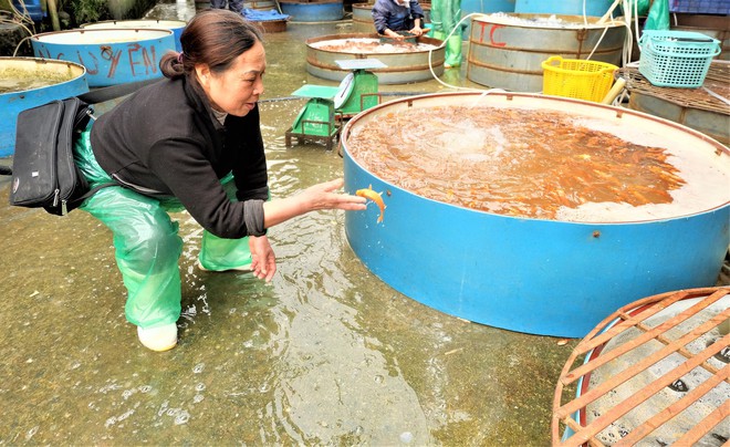 Cá chép cúng ông Táo đỏ chợ trước ngày 23 tháng Chạp - Ảnh 6.