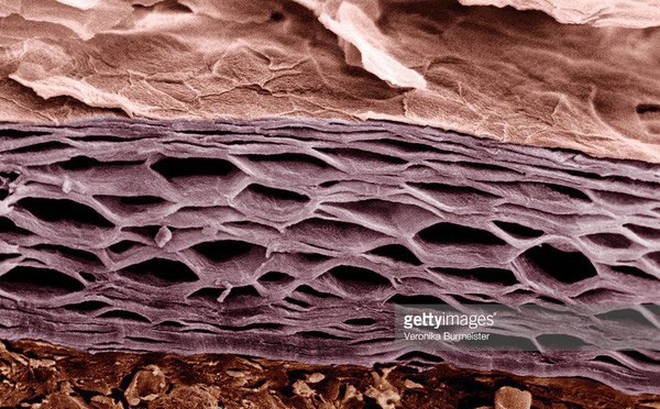 Sự kì diệu của làn da: Bong 500 triệu tế bào mỗi ngày nhưng không bao giờ bị thủng