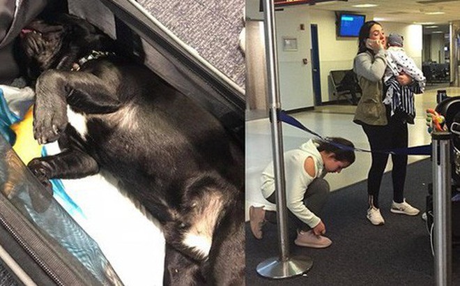 Chú chó bulldog chết thảm trên chuyến bay của United Airlines sau bị khi tiếp viên hàng không yêu cầu nhét vào khoang hành lý Chú chó bulldog chết thảm trên chuyến bay của United Airlines sau bị khi tiếp viên hàng không yêu cầu nhét vào khoang hành lý