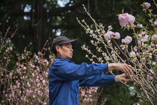 Hoa anh đào Nhật Bản khoe sắc trước giờ khai mạc lễ hội - Ảnh 8.
