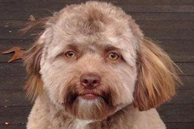 Lý giải khoa học đằng sau chú chó có khuôn mặt người đang gây bão mạng xã hội - Ảnh 3.