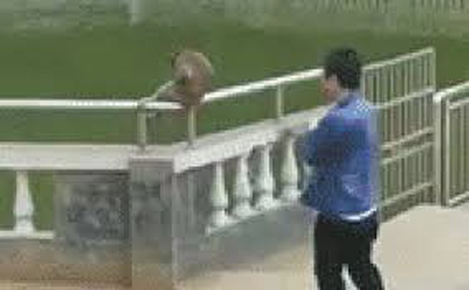 Du khách Trung Quốc cố ý đẩy con khỉ xuống ao để chọc cười và nhận lại cái kết đầy cay đắng