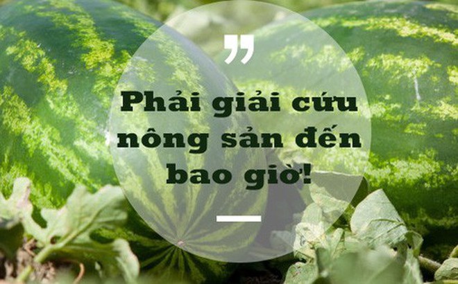 Phó Viện trưởng Viện Khoa học Nông nghiệp Việt Nam: Người thành thị không nên tham gia "giải cứu" nông sản! Phó Viện trưởng Viện Khoa học Nông nghiệp Việt Nam: Người thành thị không nên tham gia "giải cứu" nông sản!