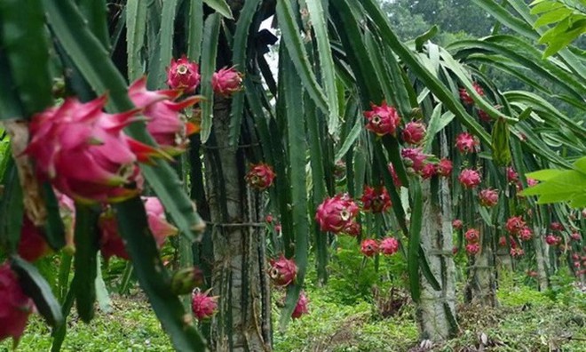 Những nông sản Việt được bán với giá cao đến “khó tin” trên thế giới - Ảnh 6.