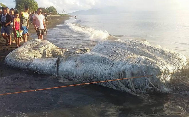 Sinh vật lông lá như đến từ ngoài hành tinh bất ngờ dạt vào bở biển Philippines Sinh vật lông lá như đến từ ngoài hành tinh bất ngờ dạt vào bở biển Philippines