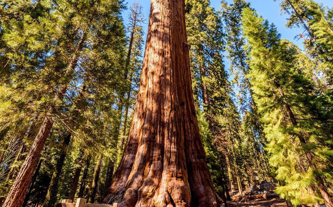 Bí mật của cây tùng bách lớn nhất hành tinh: Nặng 2000 tấn, tuổi đời 2000 năm