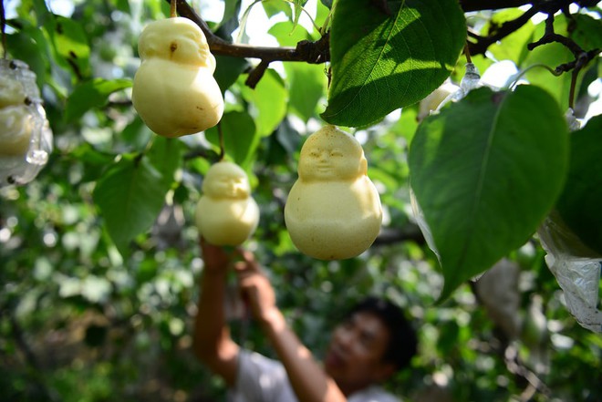 24h qua ảnh: Nông dân trồng lê hình Phật độc đáo ở Trung Quốc - Ảnh 3.