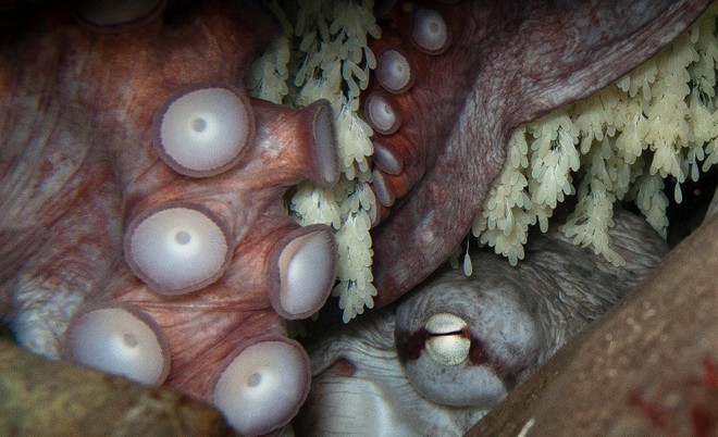 Bí mật đen tối ít người biết của loài bạch tuộc nay đã được khoa học khám phá - Ảnh 1.