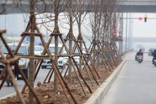 Cận cảnh cây phong lá đỏ mới được trồng trên đường phố Hà Nội - Ảnh 5.