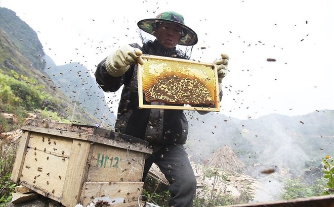 Mùa thu hoạch mật ong trên cao nguyên đá Hà Giang