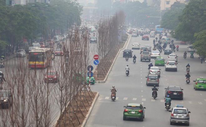 Cận cảnh cây phong lá đỏ mới được trồng trên đường phố Hà Nội