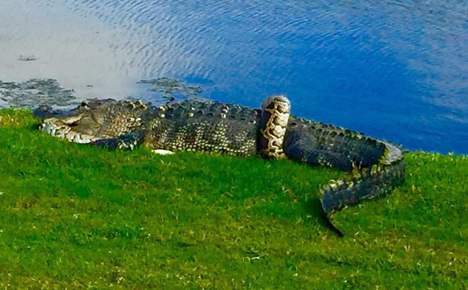 24h qua ảnh: Cá sấu và trăn khổng lồ quyết chiến trên sân golf