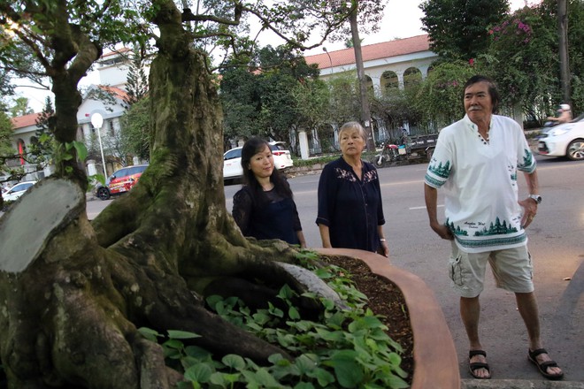 Cận cảnh cây khế đầu heo có giá nửa tỷ đồng được bày bán thu hút người dân Sài Gòn - Ảnh 11.