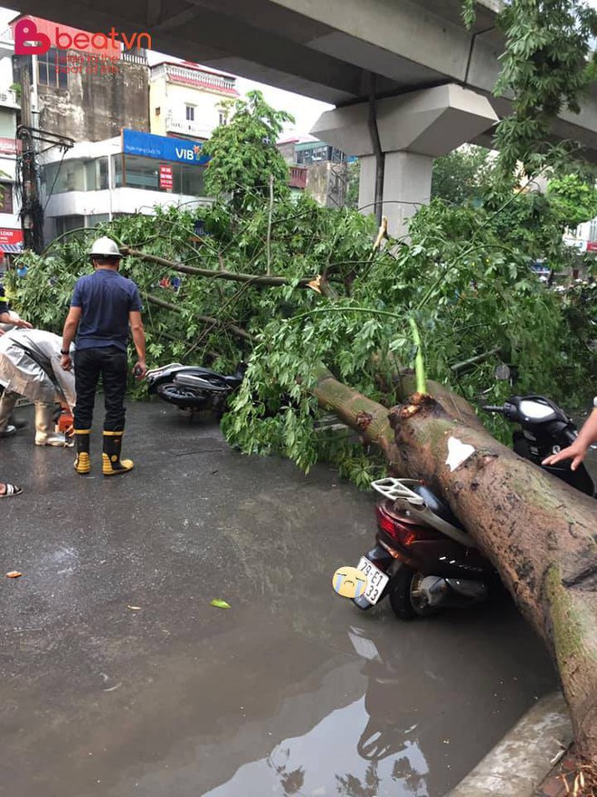 Cây đổ trên phố Hà Nội và 3 bức ảnh khiến người ta phải toát mồ hôi khi nhìn thấy  - Ảnh 1.