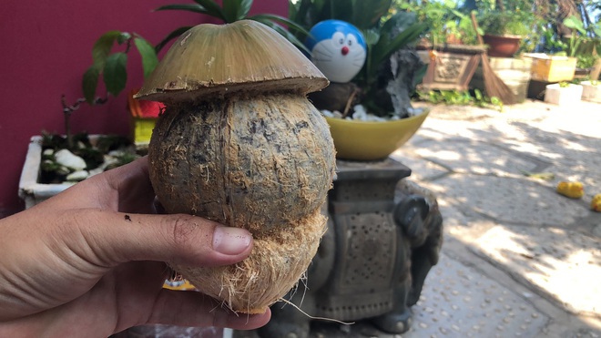 Biến quả dừa khô bỏ đi thành bonsai chuột tiền triệu, chàng thanh niên lãi đậm dịp Tết 2020 - Ảnh 5.