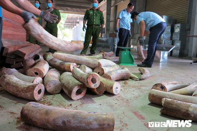 Bắt giữ hơn 9,1 tấn sừng nghi ngà voi ngụy trang tinh vi ở Đà Nẵng - Ảnh 1.