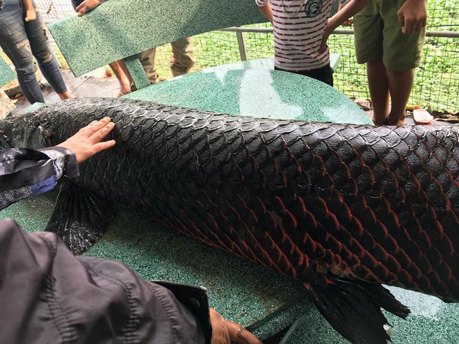Sự thật thông tin người dân Hà Nội bắt được cá khủng hơn 1 tạ trên sông Nhuệ - Ảnh 3. Sự thật thông tin người dân Hà Nội bắt được cá khủng hơn 1 tạ trên sông Nhuệ - Ảnh 3.