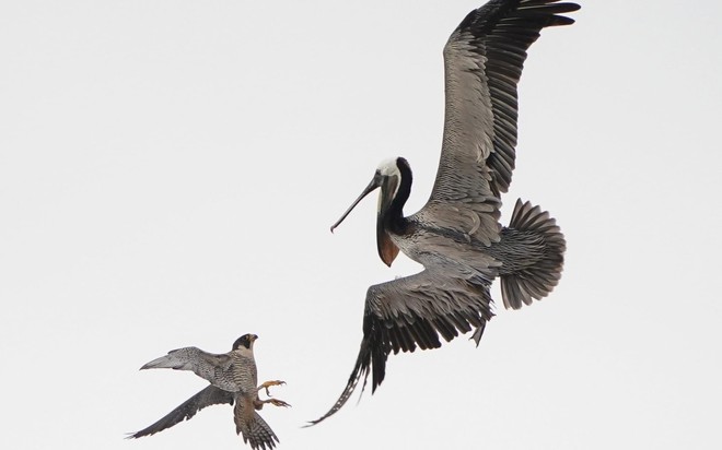 24h qua ảnh: Chim ưng mẹ tấn công bồ nông khổng lồ - Ảnh 4.