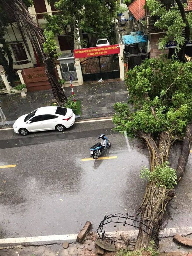 Hà Nội mưa lớn, hình ảnh cây đổ được cập nhật liên tục trên MXH: Nhiều ô tô bị đè trúng - Ảnh 1.