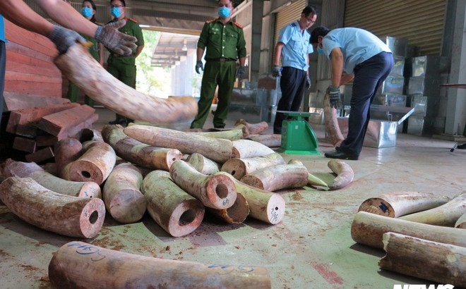 Bắt giữ hơn 9,1 tấn sừng nghi ngà voi ngụy trang tinh vi ở Đà Nẵng