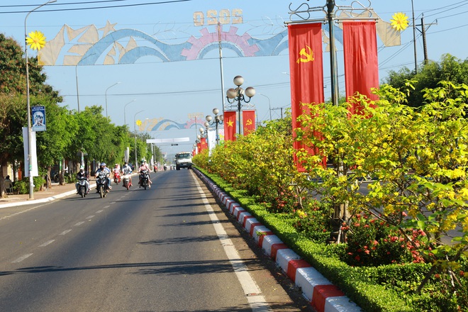 Gần 900 cây mai trồng trên 5km dải phân cách nở hoa đón Tết - Ảnh 2.