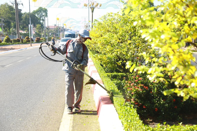 Gần 900 cây mai trồng trên 5km dải phân cách nở hoa đón Tết - Ảnh 5.