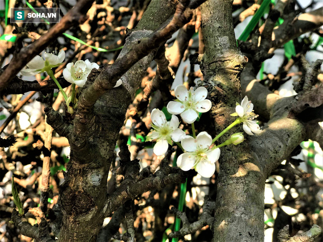 Hoa lê chục triệu nở trắng vì ế khách, dân buôn như ‘ngồi trên đống lửa” vì lo lỗ vốn - Ảnh 4.