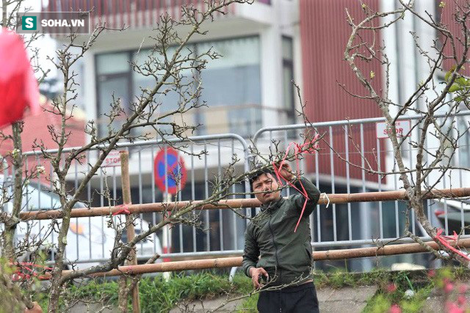 Hoa lê chục triệu nở trắng vì ế khách, dân buôn như ‘ngồi trên đống lửa” vì lo lỗ vốn - Ảnh 8.