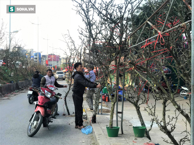 Hoa lê chục triệu nở trắng vì ế khách, dân buôn như ‘ngồi trên đống lửa” vì lo lỗ vốn - Ảnh 10.