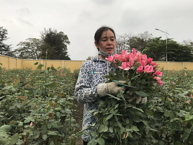 Làng hoa lớn nhất Hà Nội ủ rũ vì Covid-19: “Chắc phải bán đất để bù lỗ - Ảnh 2.