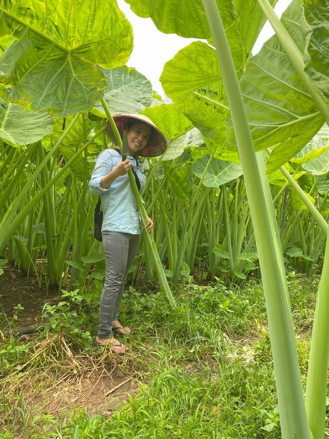 Vườn dọc mùng khủng, cao quá đầu người ở Đồng Nai khiến MXH rần rần chia sẻ - Ảnh 6.