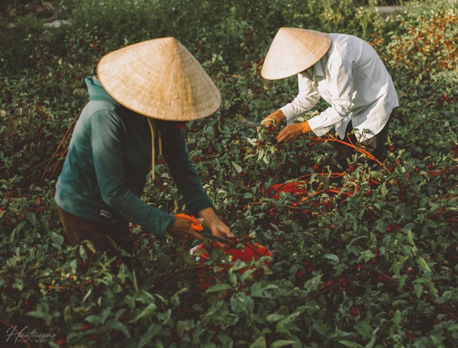  “Đôi bàn tay bố mẹ” - những thước ảnh của chàng trai Quảng Trị khiến nhiều người xúc động - Ảnh 6.