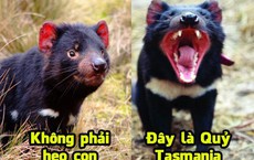 Những loài vật nhìn 'đáng yêu' nhưng có con đã làm chết người: Số 6 là Quỷ Tasmania!