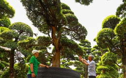Ngắm vườn tùng la hán lớn bậc nhất Việt Nam