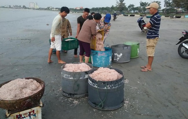 Ngư dân Đà Nẵng trúng đậm ruốc, hưởng lộc biển ngày cuối năm