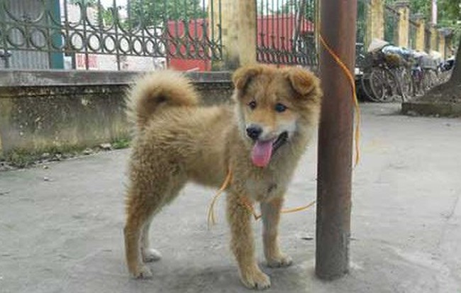 Tắm cho chó, 2 vợ chồng bị điện giật chết thương tâm ở Thái Bình