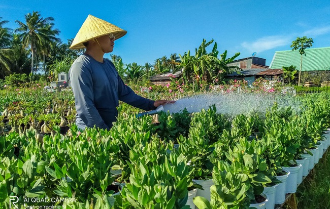 Làng hoa Sa Đéc vào mùa trẩy hội