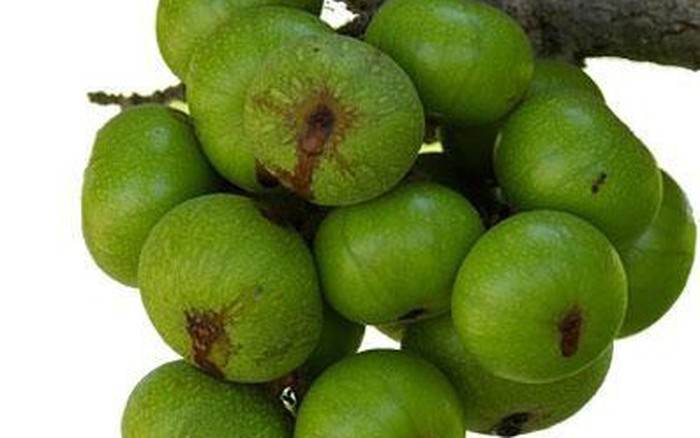Sung giúp ngăn ngừa tăng huyết áp