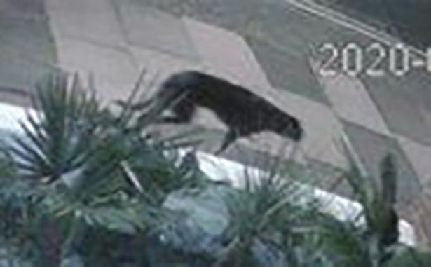Nhìn qua camera an ninh, người phụ nữ sốc khi thấy 1 con vật màu đen to lù lù đi qua nhà - Ảnh 2. Nhìn qua camera an ninh, người phụ nữ sốc khi thấy 1 con vật màu đen to lù lù đi qua nhà - Ảnh 2.