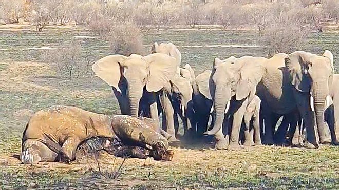 Cận cảnh cuộc chiến tàn khốc khiến voi khổng lồ chết thảm - Ảnh 1.